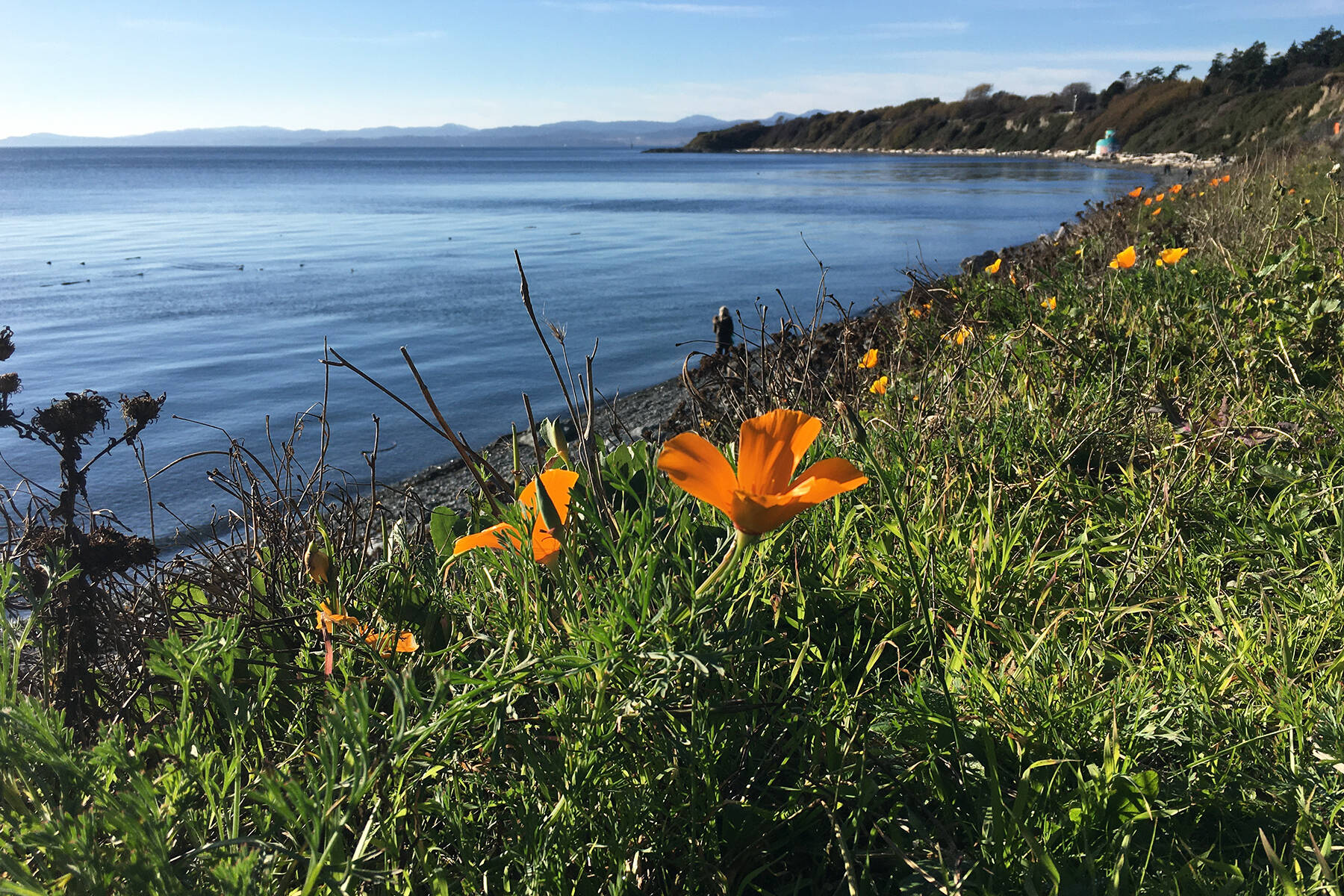 Victoria has been found to be one of the world’s top remote work vacation spots. Flowers believed to be California poppies bloom on the waterfront below Dallas Road near Clover Point on a sunny weekend day in Victoria. (Black Press Media file photo)
