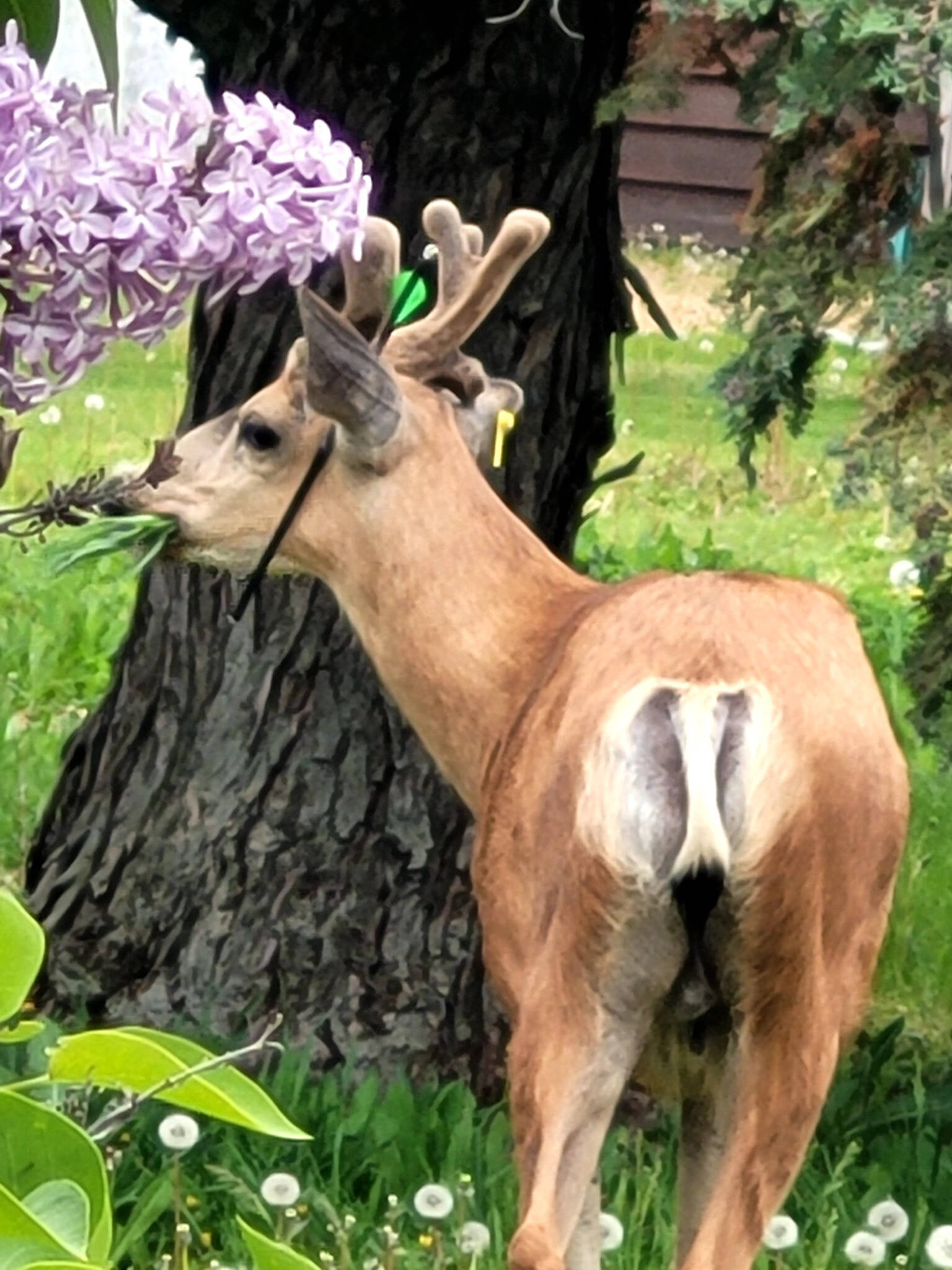 Lory Johnston spotted this young buck in upper town Summerland with an arrow in its ear. (Lory Johnston)