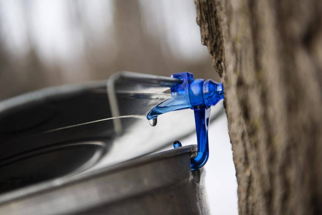 A drop of maple water drips out of a spile from a tree that was just tapped at the Vanier Museopark sugar bush in Ottawa on Saturday, March 13, 2021. THE CANADIAN PRESS/Justin Tang