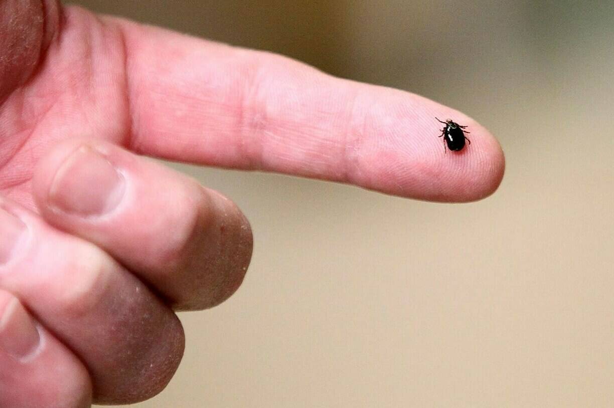 In this March 24, 2017 photo, a tick is displayed in Plainville, Mass. The prevalence of tiny crawling bugs that can carry Lyme disease is higher than ever in most of Canada this year, a leading tick researcher says, with the most ticks found in Ontario and Nova Scotia. THE CANADIAN PRESS/Paul Connors/The Sun Chronicle via AP