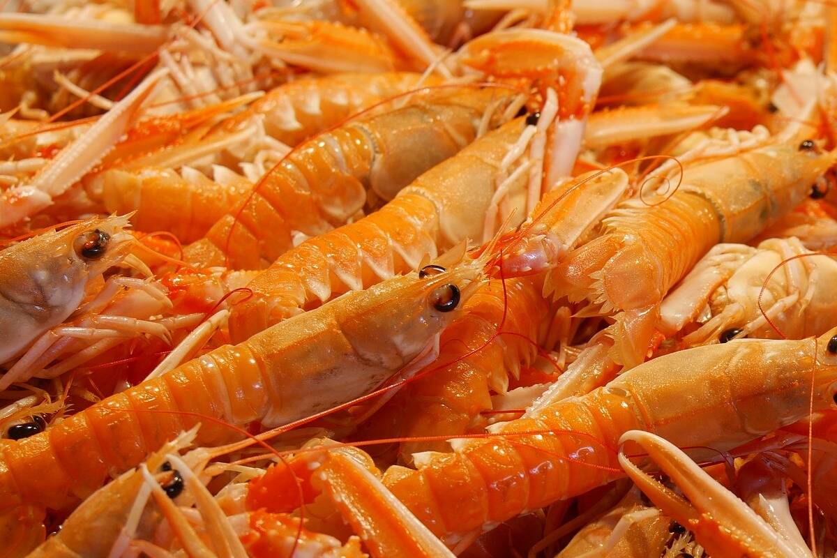 Tri-Star Seafood Supply Ltd. has recalled some of its live spot prawns sold in various parts of Canada. (Black Press Media file photo)