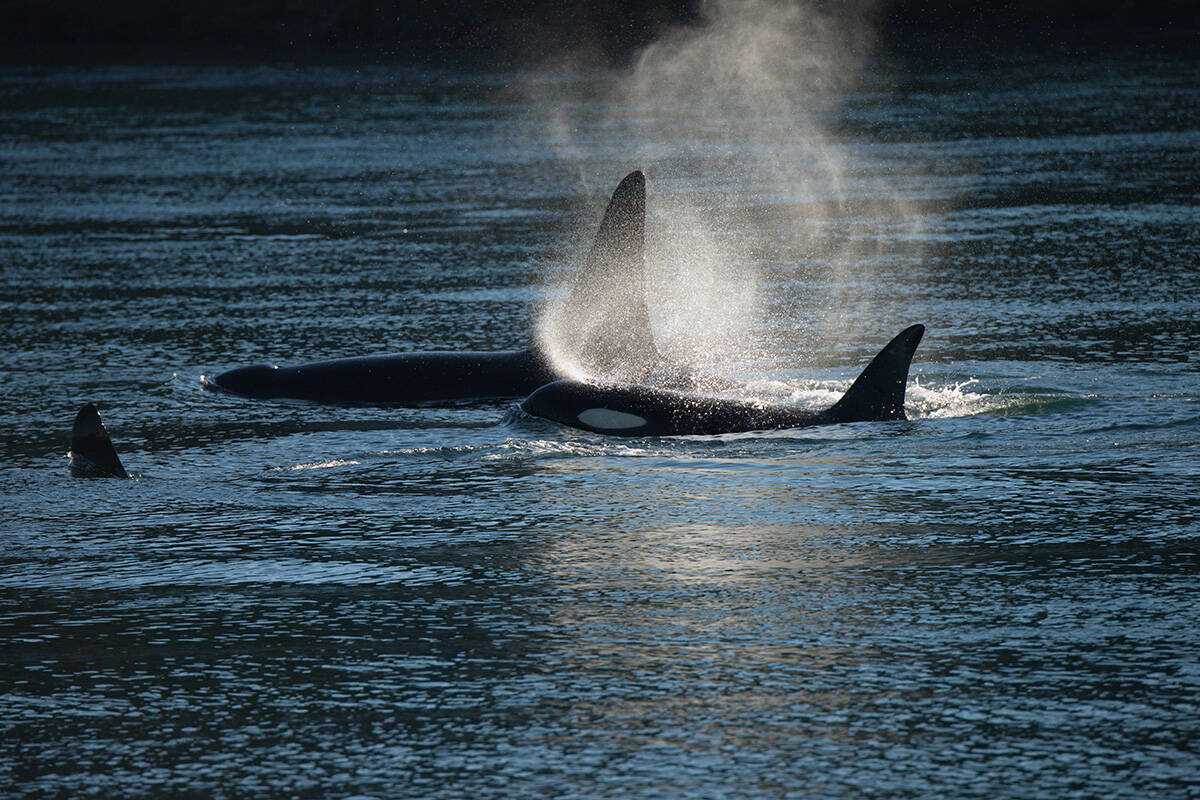 Washinton state has launched a website to get more people involved in the recovery of southern resident killer whales. (Photo courtesy of Ocean Wise)