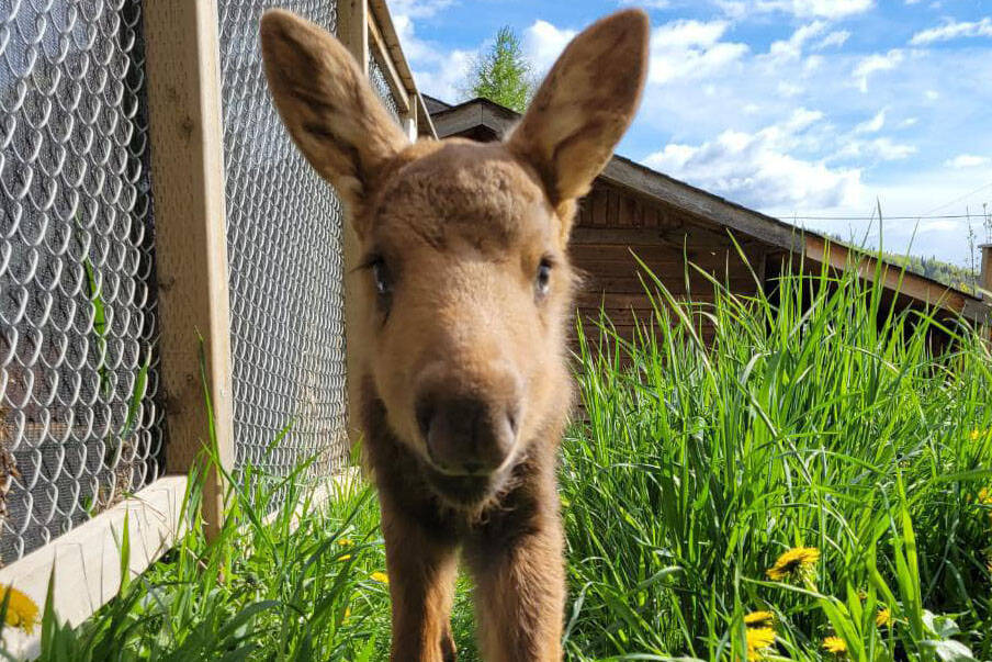 Baby moose Cosmos is in the shelter’s care. (Photo: Northern Lights Wildlife Society).