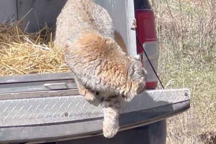 The shelter released Bobcat Luke back into his natural habitat in May. (Photo: Northern Lights Wildlife Society).