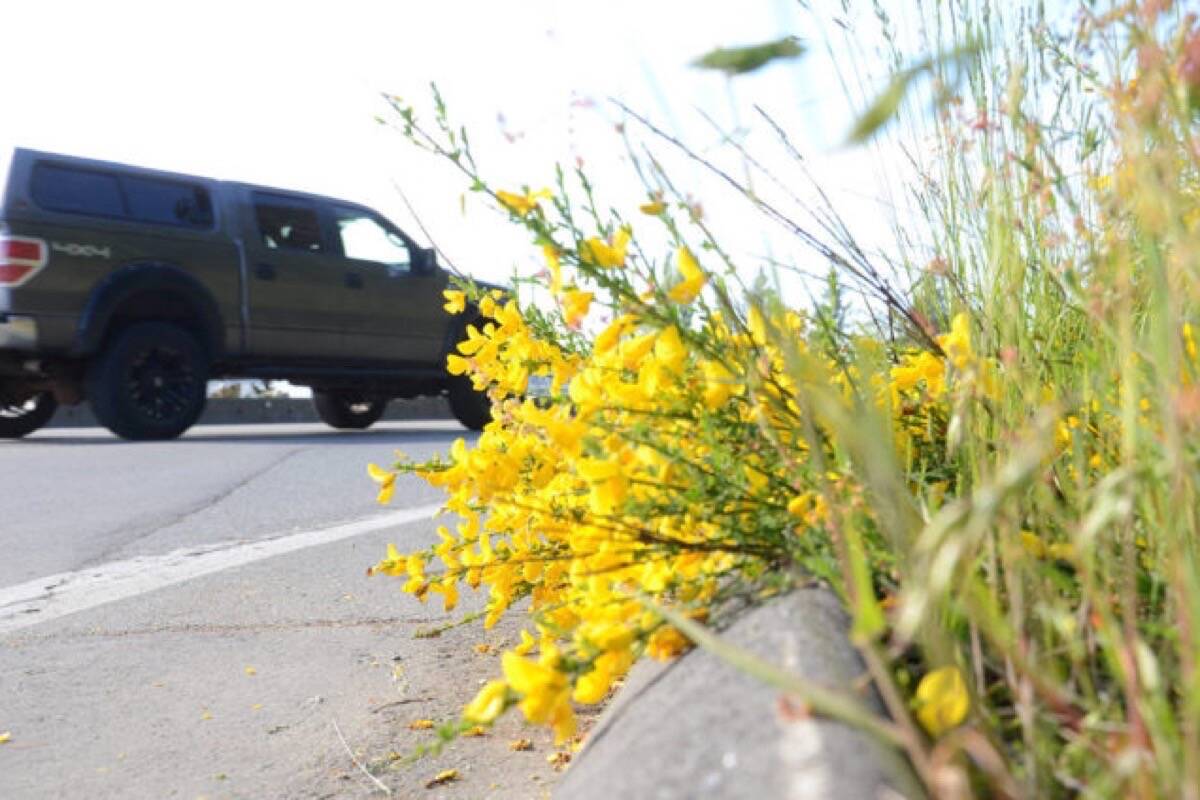 The Broombusters Invasive Plant Society wants the province to officially label the invasive species Scotch broom as a noxious weed. (File photo)
