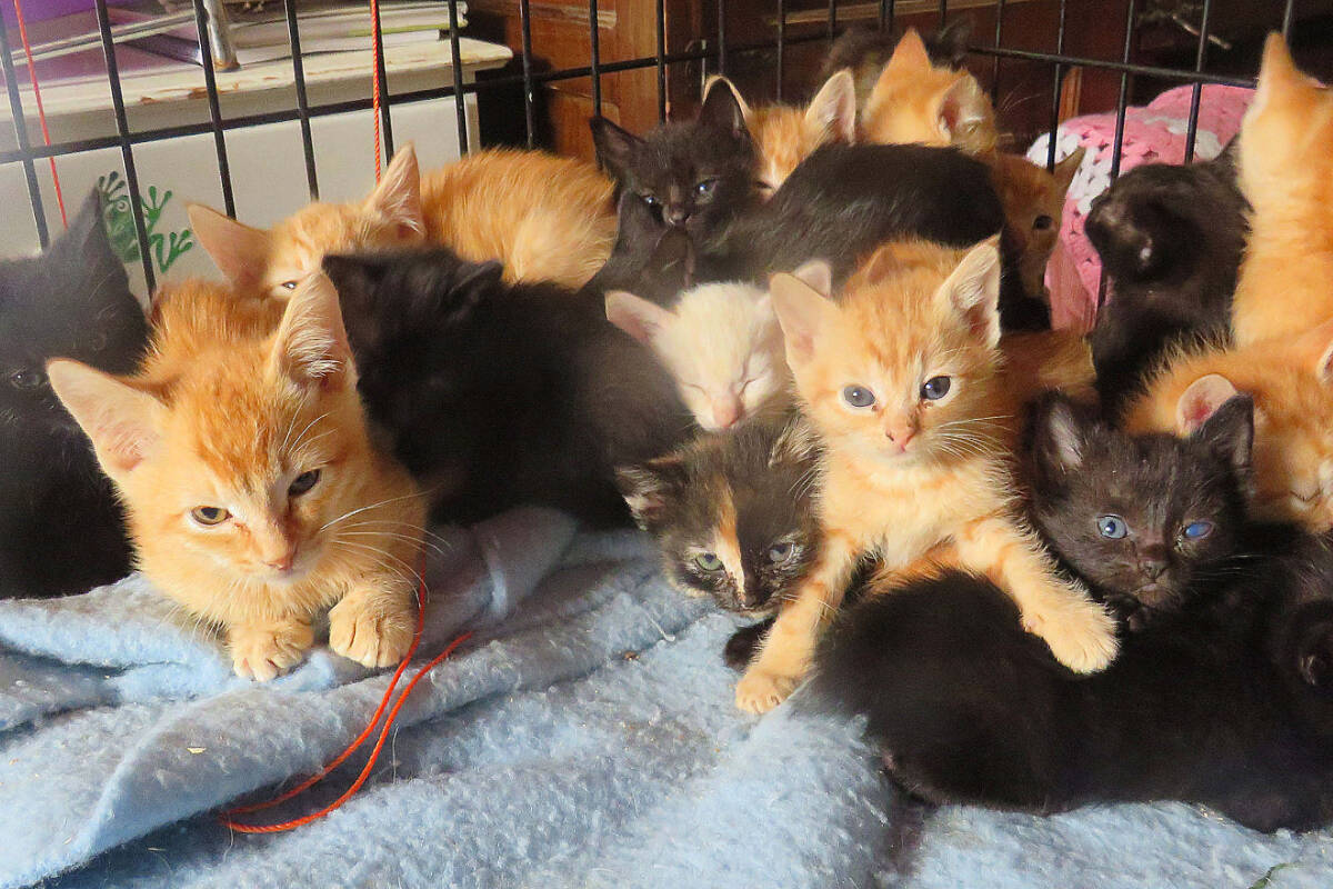 Twenty-three cats ranging in age from newborn to five weeks old were rescued from a Sooke-based animal welfare group. (Contributed - SAFARS)