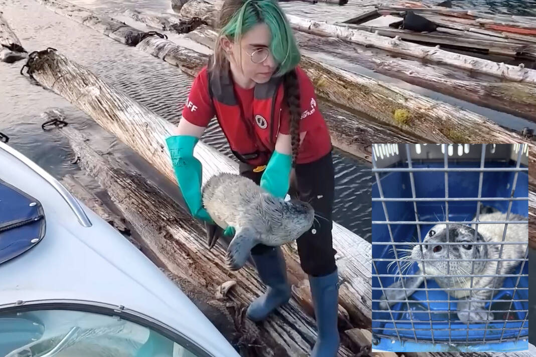 A Vancouver Aquarium staff member gently moves harbour seal pup ‘Cupcake’ (inset) from a log floe to the safety of a kennel for transport to Vancouver. Harrison residents worked together to rescue the pup, who was discovered floating on a log, crying beside its dead mother. (Photos/Brooke Kirkham and Deanna Boudreau)