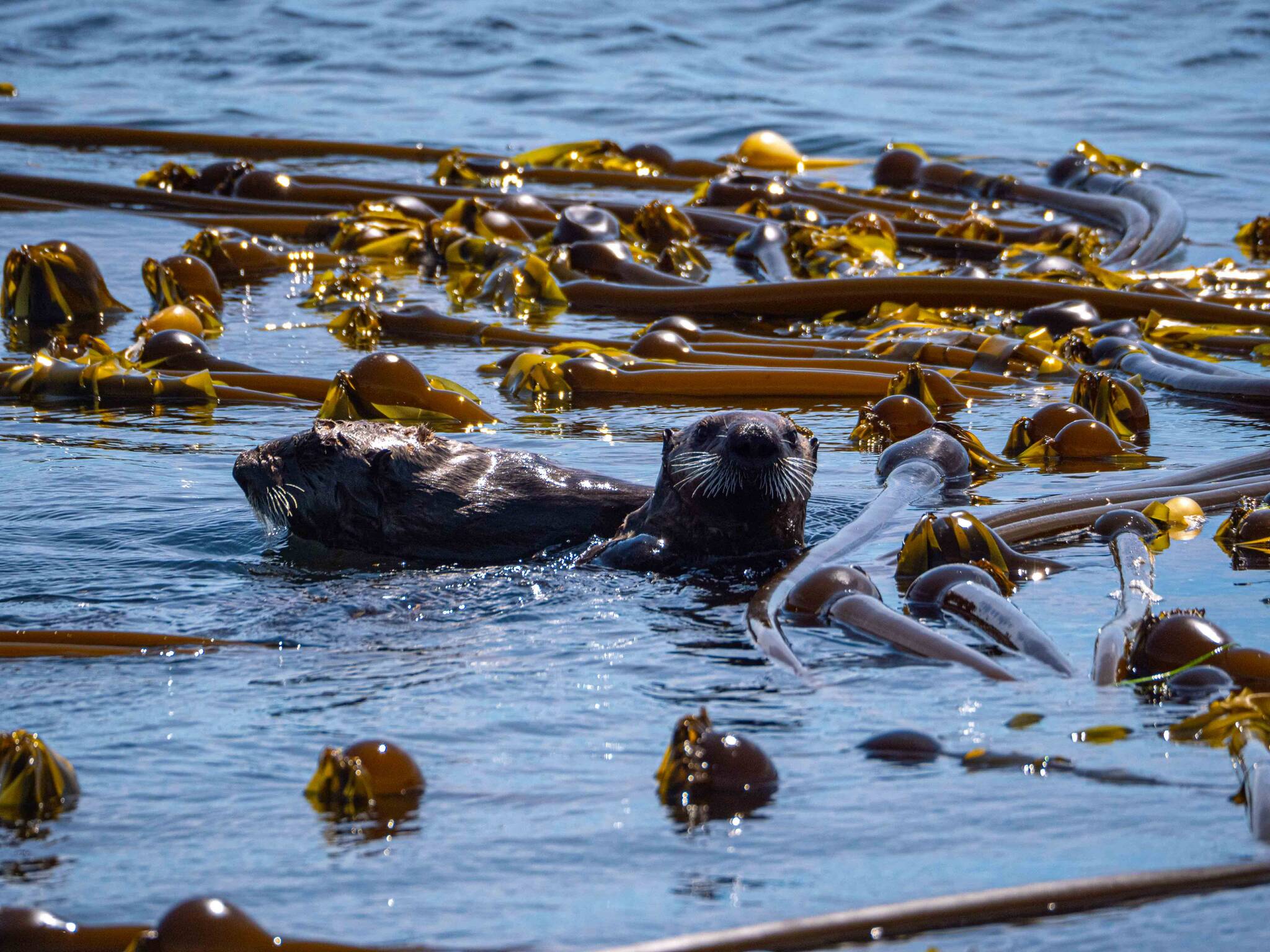 Vancouver Island’s kelp forests have responded in a variety of ways, according to research out of the University of Victoria. Unsplash/contributed photo