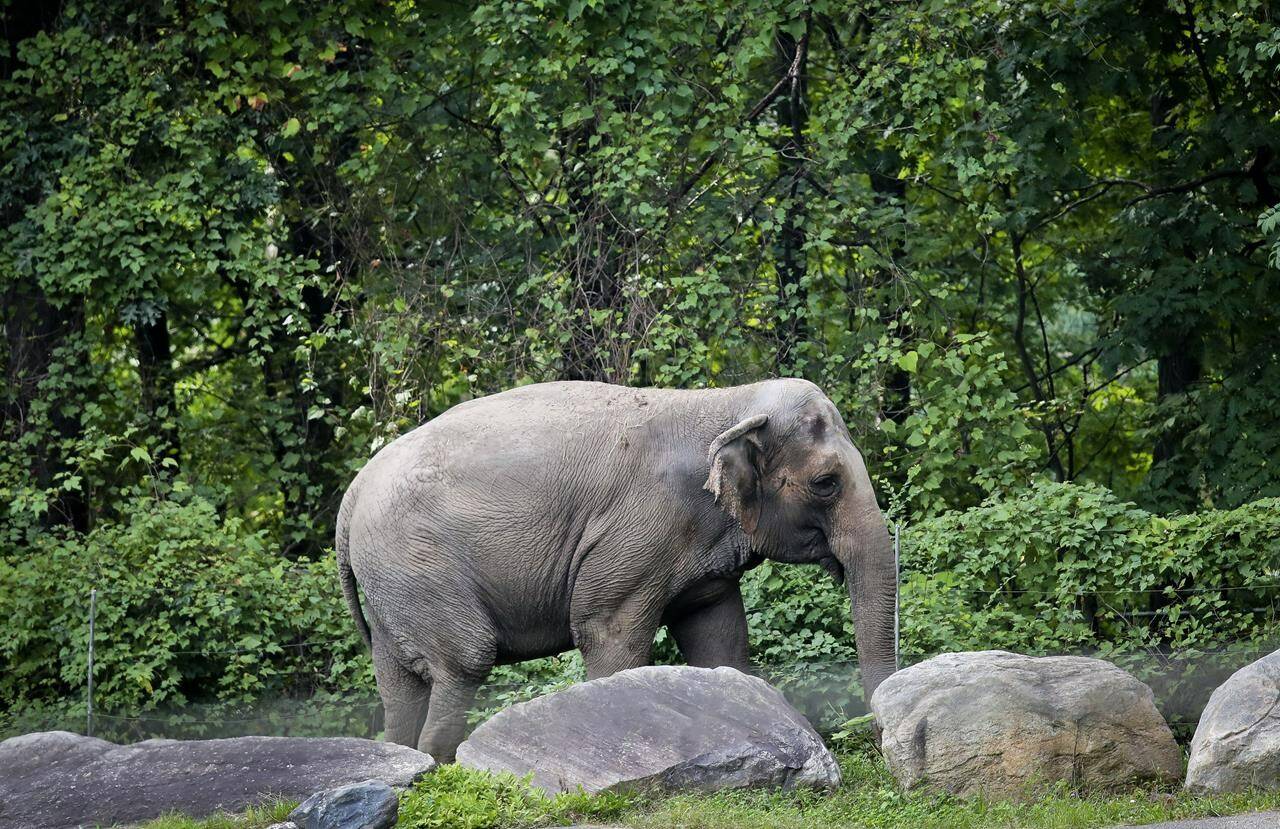 FILE - In this Oct. 2, 2018 file photo, Bronx Zoo elephant “Happy” strolls inside the zoo’s Asia Habitat in New York. A legal fight to release Happy the elephant from the Bronx Zoo after 45 years will be argued Wednesday, May 18, 2022, before New York’s highest court in a closely watched case over whether a basic right for people can be extended to an animal. AP Photo/Bebeto Matthews, File)