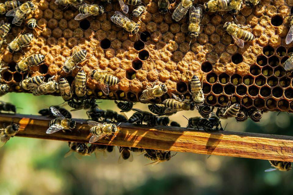 Thirty-two per cent of honey bee colonies were lost this winter according to a survey by the province. (Photo courtesy of Pexels, via Pixabay)