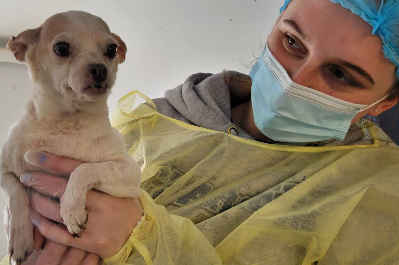 This chihuahua was among the animals rescued in Fort St. James. (BC SPCA)