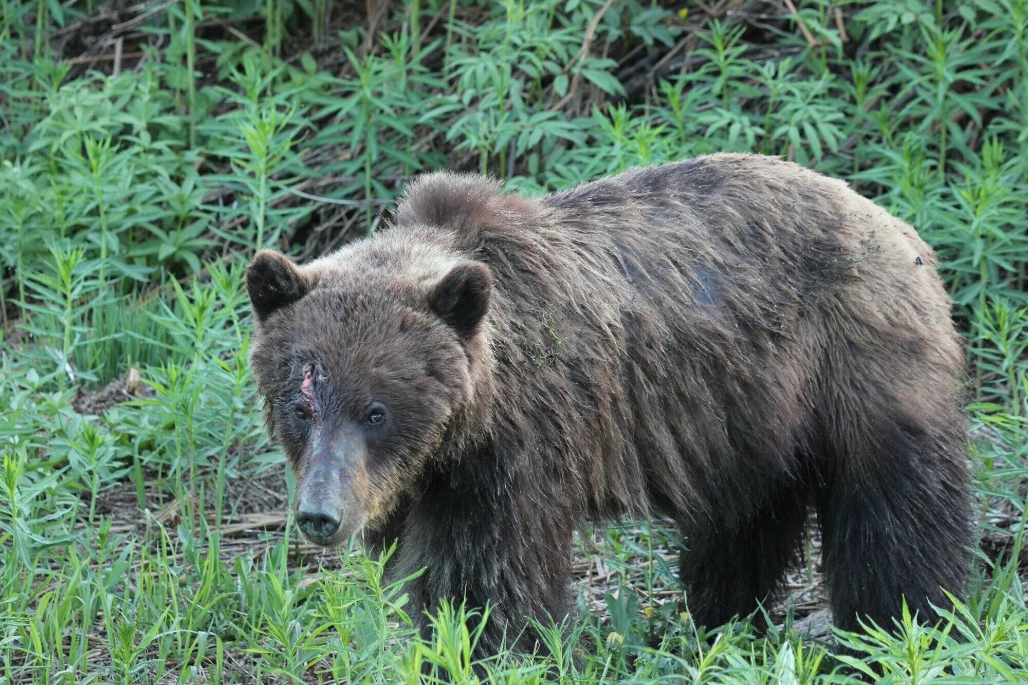 A Grizzly Bear with a broken-off arrow stuck in its head, was recently taken by a passing motorist and provided to Smithers Conservation Officers. The picture was taken along Hwy. 37 North, just north of the Meziadin junction. (Conservation Officer Service photo)