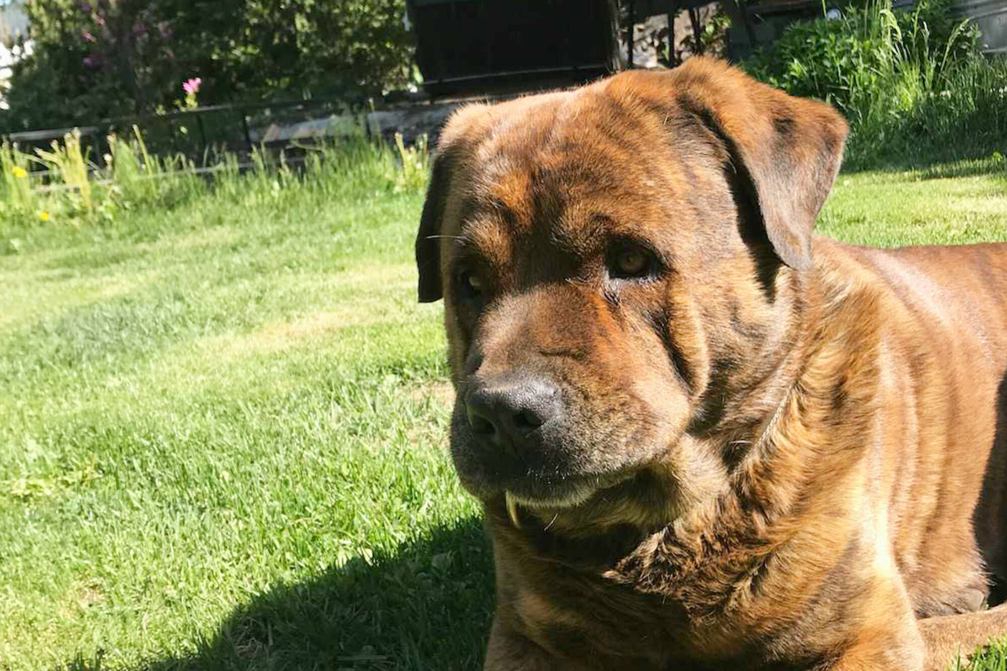 George protects his owner after she turns around to find scratched and muddy suspect behind her at White Lake on June 15, 2022. (Photo contributed)