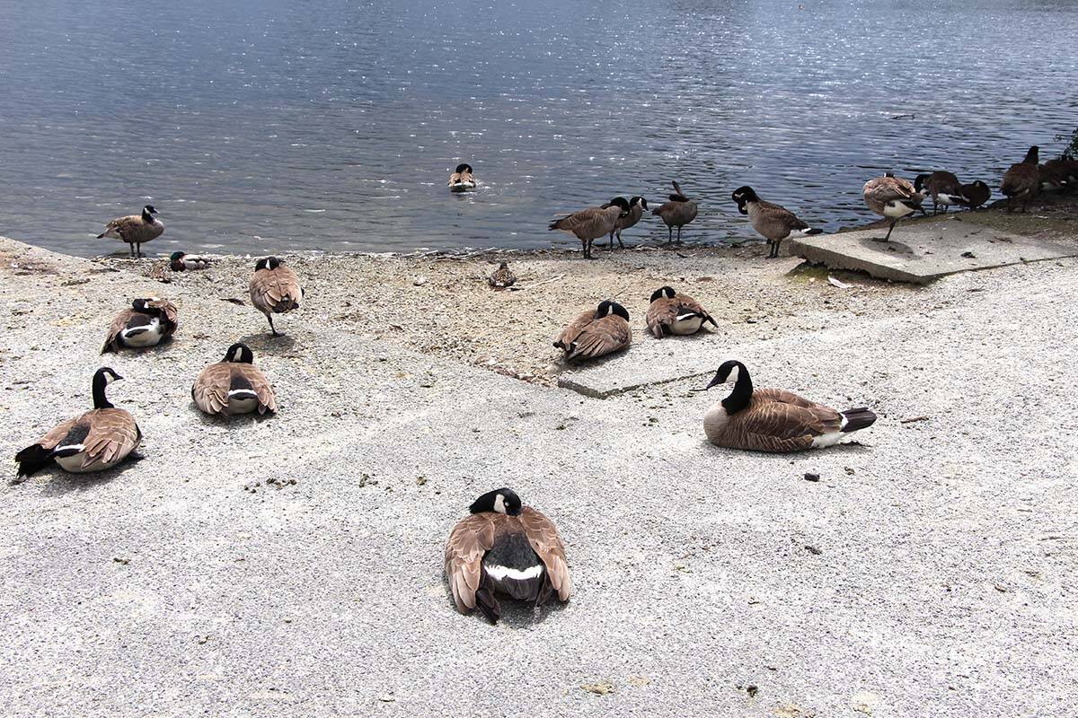 Avian flu has been confirmed among some Canada geese at Mill Lake Park in Abbotsford. (Vikki Hopes/Abbotsford News)