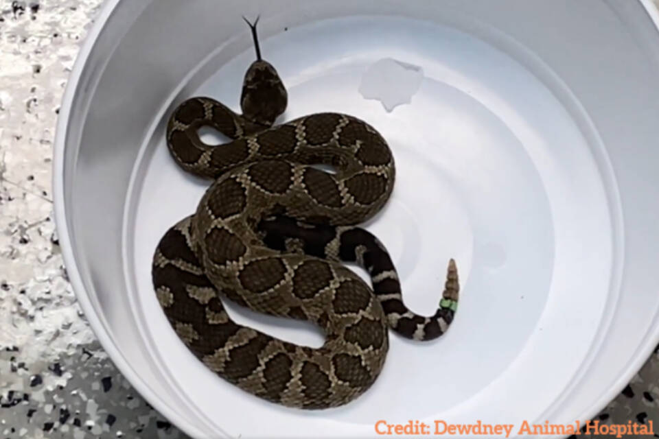Enzo Ferrari, the Northern Pacific Rattlesnake hitched a ride in a Ferrari from Osoyoos to the Vancouver dealership. A Maple Ridge vet returned the snake back to his home in the Nk’Mip desert. (Dewdney Animal Hospital)