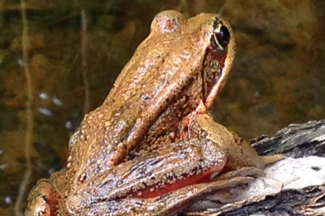 A northern red-legged frog pictured in 2020. (Photo/Robin Doty Blymyer)