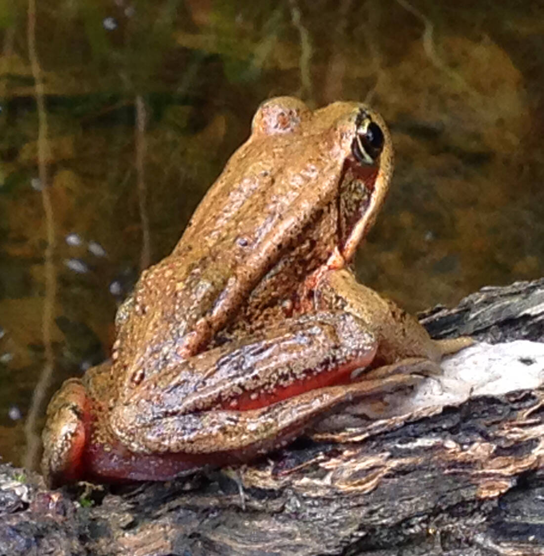 A northern red-legged Frog. Photo by Robin Doty Blymyer