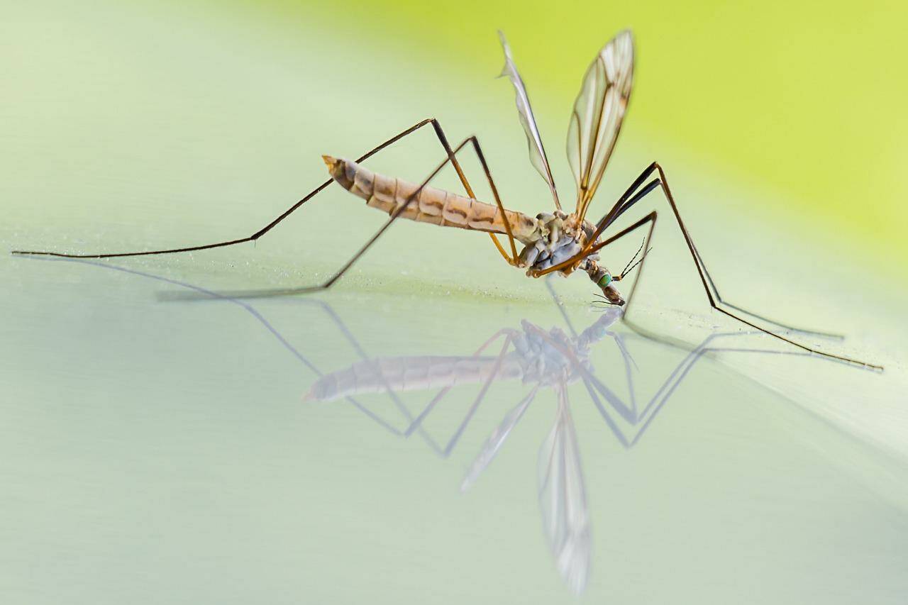 The number of mosquitoes are predicted to rise this summer (pixabay.com/ZoranD).