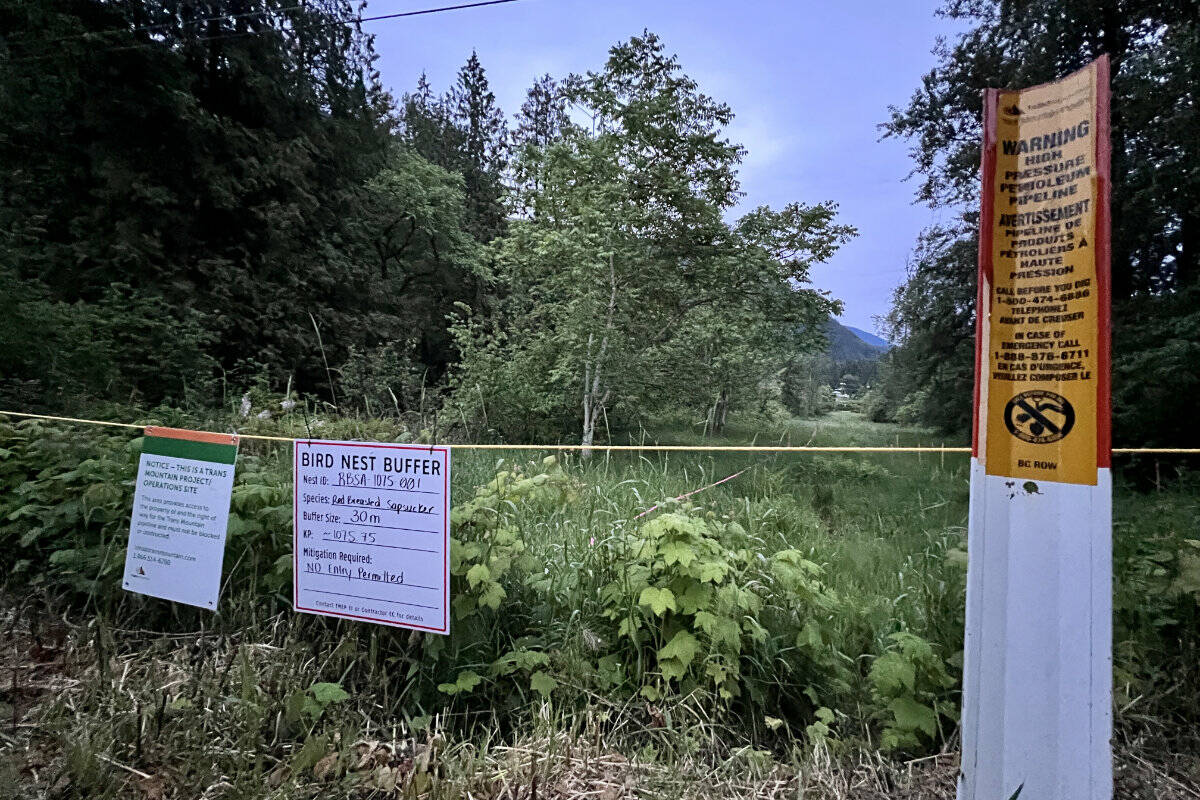 Work in a small forested area on the Trans Mountain Pipeline Expansion Project near Chilliwack was halted in early June 2022 after activists found a red-breasated sapsucker nest and notified the company. (Community Nest Finding Network photo)