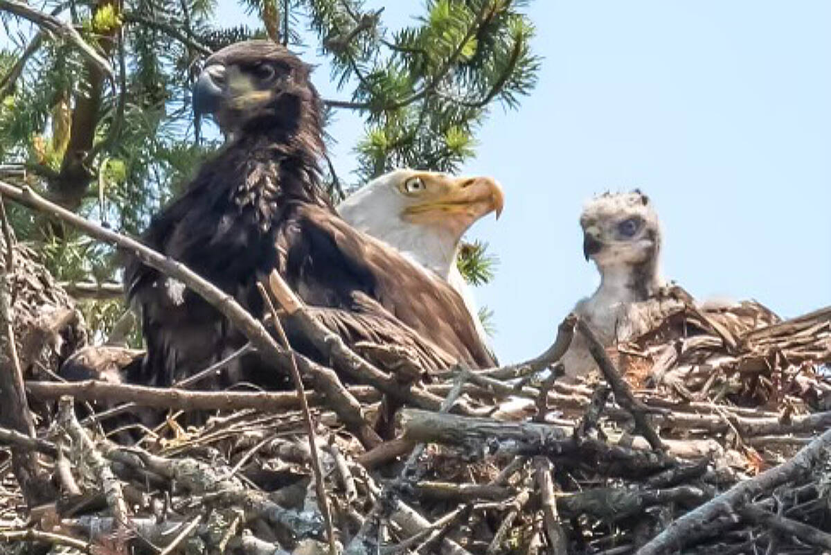 A baby red-tailed hawk, right, originally captured as live food for an eaglet, left, has become part of a family of eagles on Gabriola Island. The eagles are feeding and caring for it after the eaglet wouldn’t kill it when it was brought to the nest in early June. (Photo courtesy Sharron Palmer-Hunt)