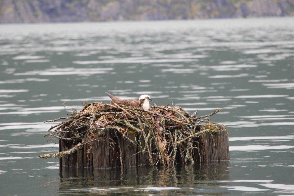 Conservation Officers, biologists, a retired park ranger and a concerned citizen rescued an osprey nest from high water on Kootenay Lake. (BCCOS file)