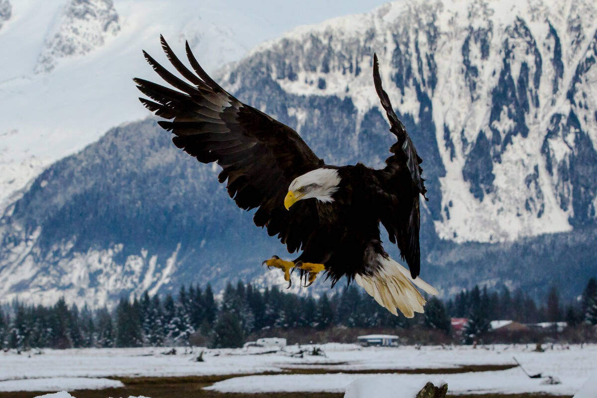 Bald eagle populations in the southwestern part of the province are suffering (Courtesy Photo / Jack Beedle).