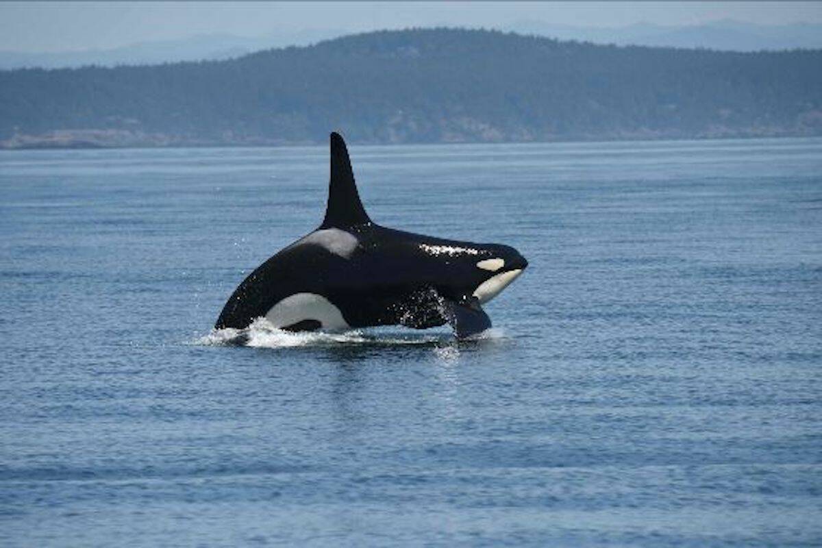 A southern resident killer whale. Credit: National Oceanic and Atmospheric Administration, Ocean Wise.