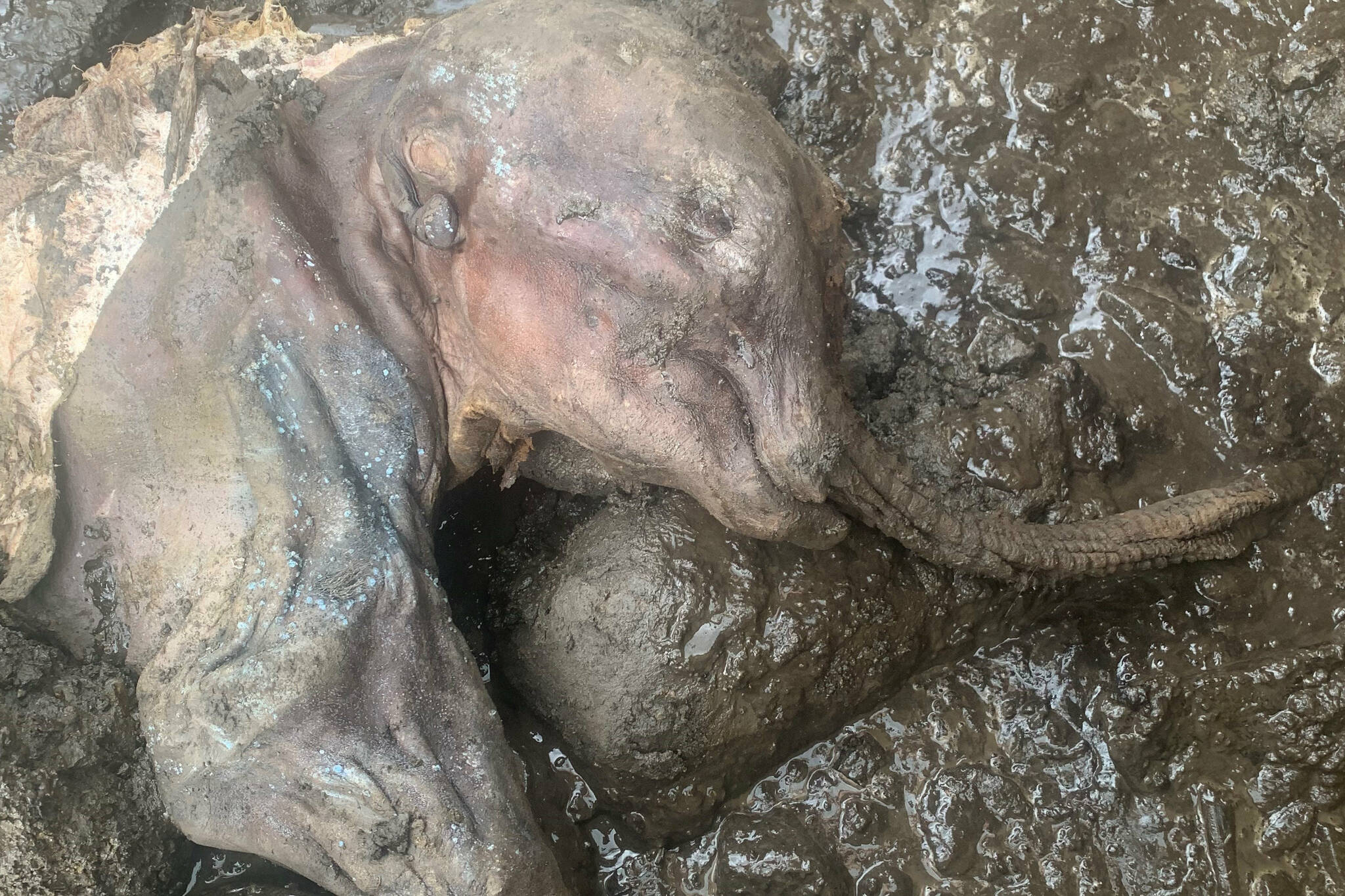 Nun cho ga, the mummified baby woolly mammoth shortly after discovery. (Yukon Government/Submitted)