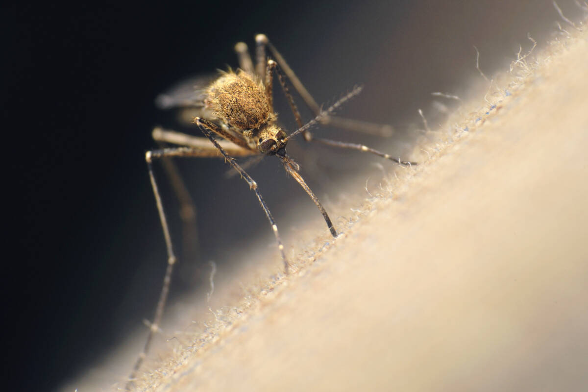 A colder, wetter spring may not necessarily mean an influx of mosquitoes in Nanaimo and elsewhere in B.C., says an entomologist at the University of B.C. (Stock photo)