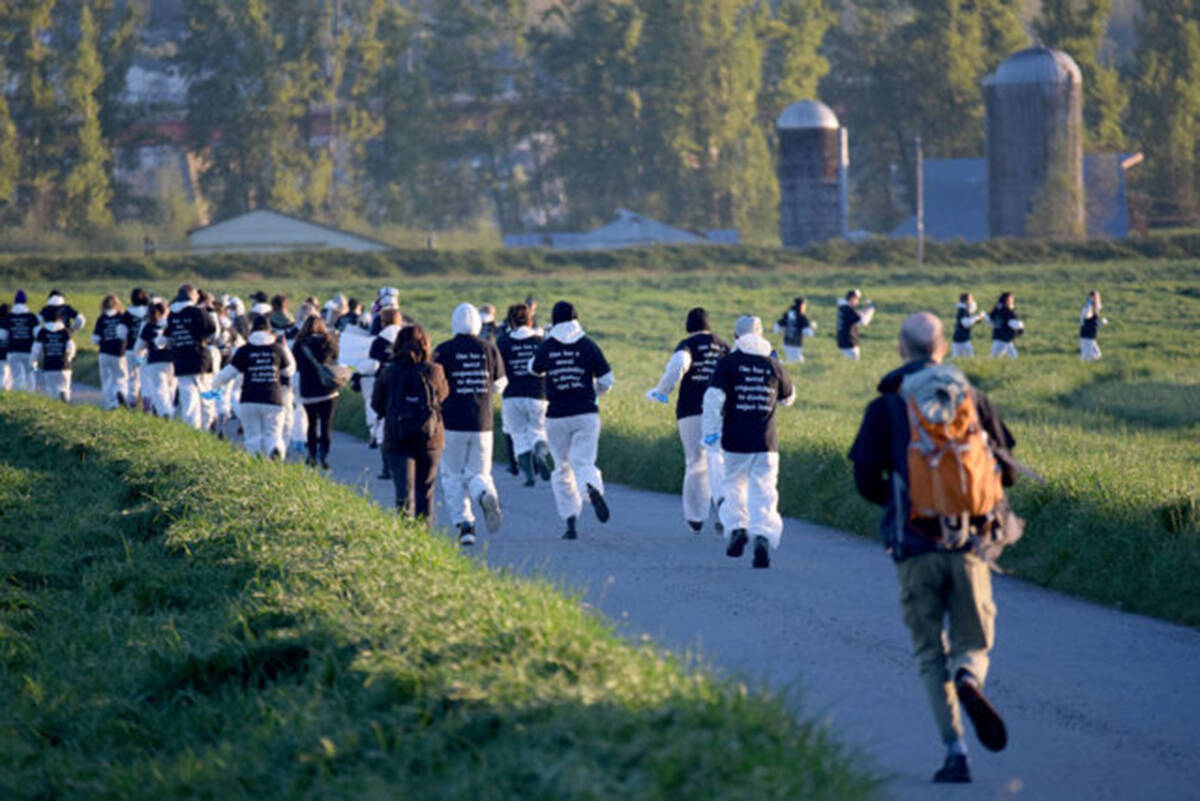 Protesters with the Meat the Victims organization ran onto the Excelsior Hog Farm property in Abbotsford on April 28, 2019. The trial is now underway for three people who have been charged in relation to the incident. (Ben Lypka/Abbotsford News)