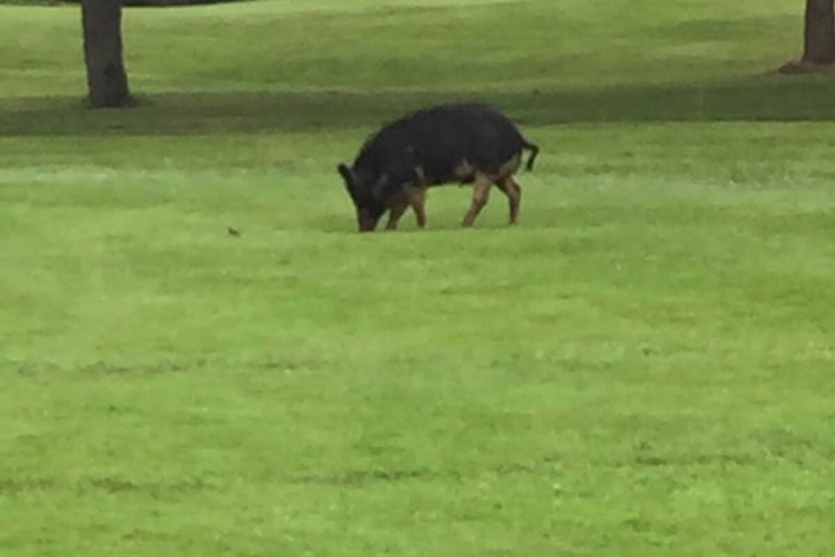 What were at first believed to be two feral boars spotted on the greens at the Cowichan Golf Club on June 18 are likely domesticated pigs that escaped from a local farm. (Submitted photo)