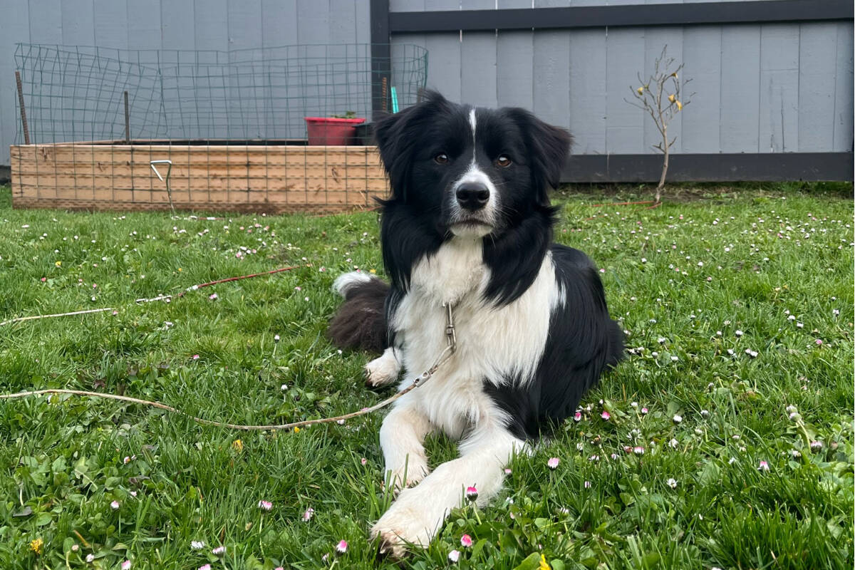 Winter, Jessie Weninger’s dog who died likely due to water intoxication, was an avid swimmer and loved playing in the water, according to Wenninger. (Courtesy of Jessie Weninger)