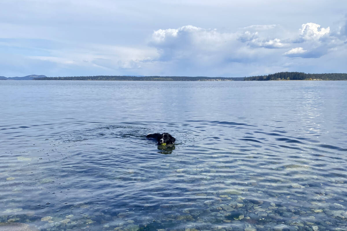 Winter, Jessie Weninger’s dog who died likely due to water intoxication, was an avid swimmer and loved playing in the water, according to Weninger. (Courtesy of Jessie Weninger)