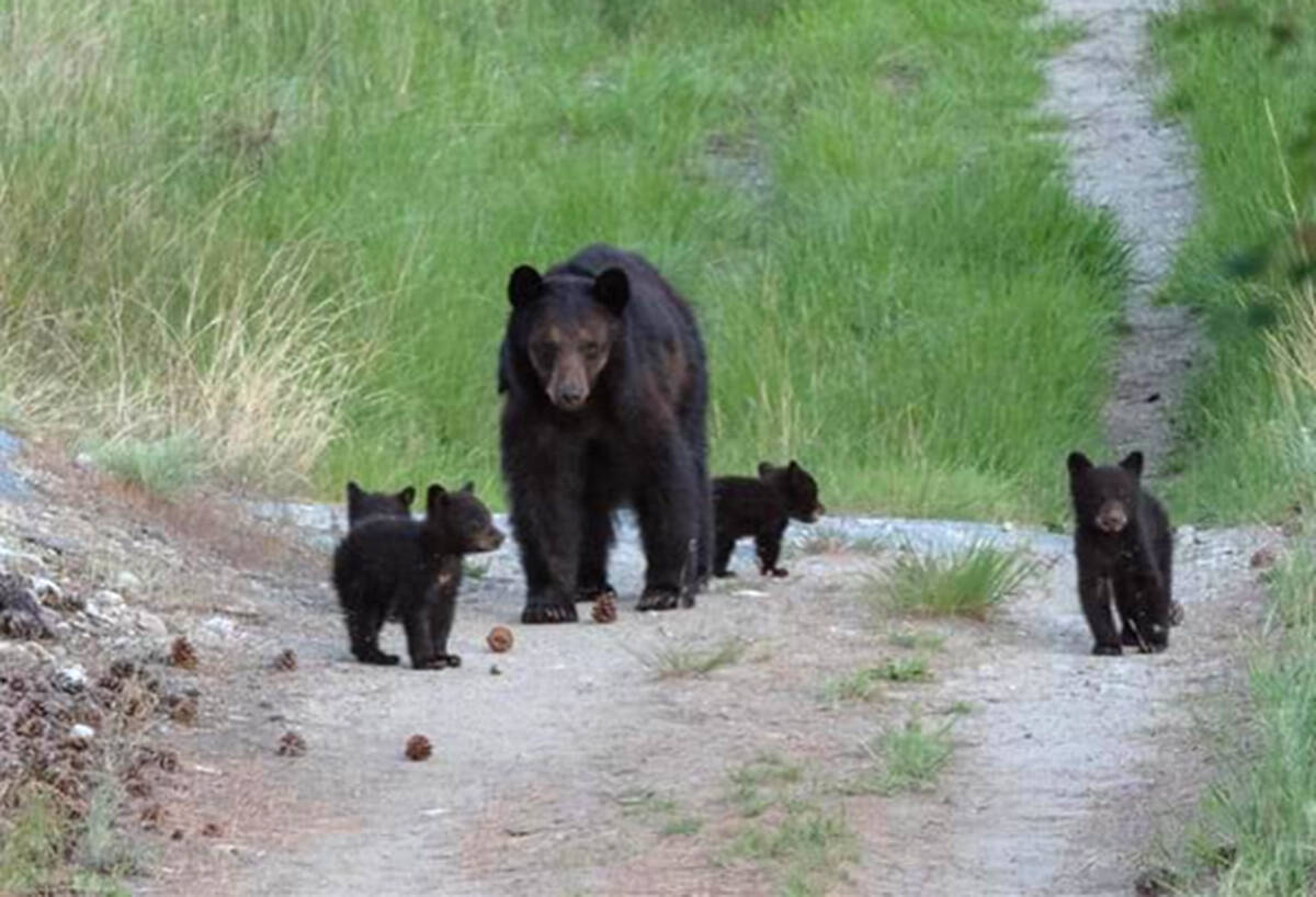 Police issued 80 speeding tickets to drivers to reduce the number of collisions with bears in Yoho National Park. (WildsafeBC - Facebook)
