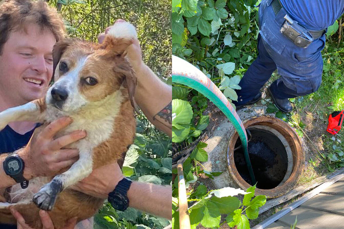 Nanaimo Fire Rescue crews were able to rescue a beagle from a drain pipe Friday, July 1. (Photos courtesy Nanaimo Fire Rescue)