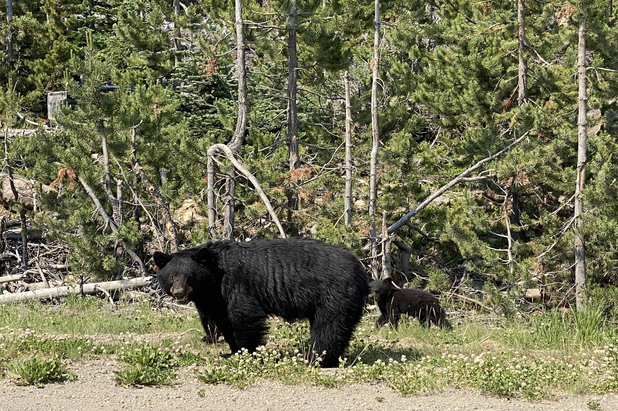 Five northern communities accounted for nearly 20 per cent of all black bears killed in the province. (Angie Mindus/ Black Press Media)