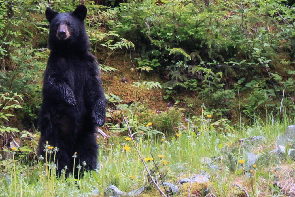 A black bear, similar to the one pictured here, attacked a puppy in a rural trailer park in Salmon Arm on June 30. (Black Press file photo)