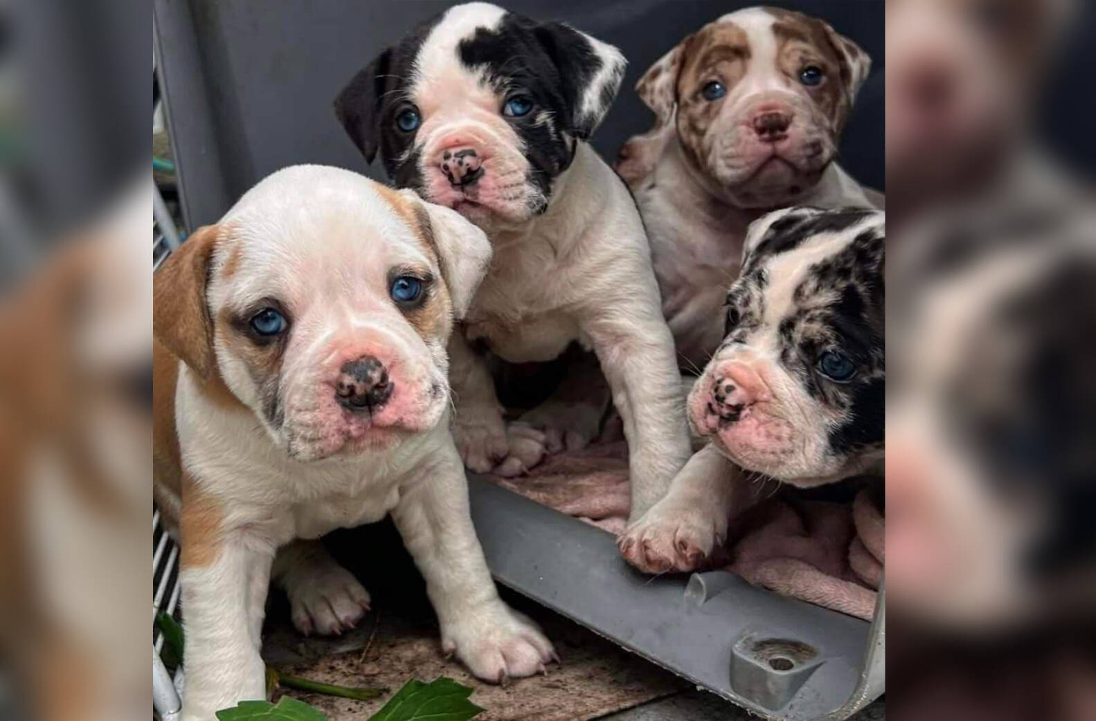 Eight rare-breed Alapaha puppies were stolen from the Kamloops home of a dog breeder shortly after her unexpected death, and her Chilliwack-based sister has vowed to not give up until the dogs are returned. (submitted photo)