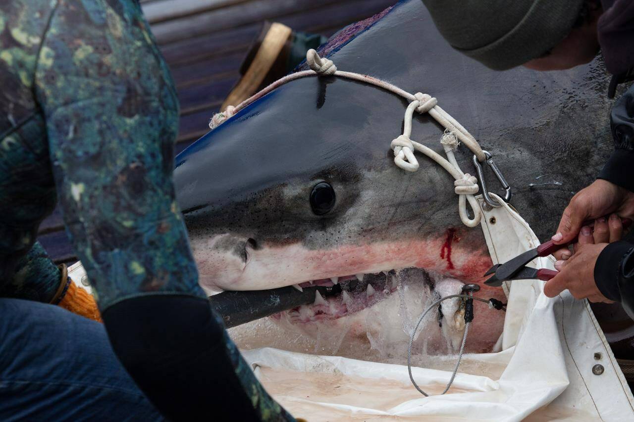 Ocearch team members work to remove a hook from a shark on board a shark research vessel in LaHave, N.S., Friday, Oct. 4, 2019. THE CANADIAN PRESS/Riley Smith