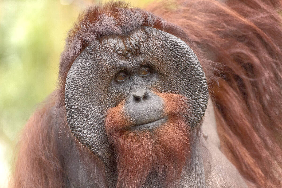 A Langley woman is working to save orangutans from extinction. (Erik Kilmby/used under Creative Commons License)