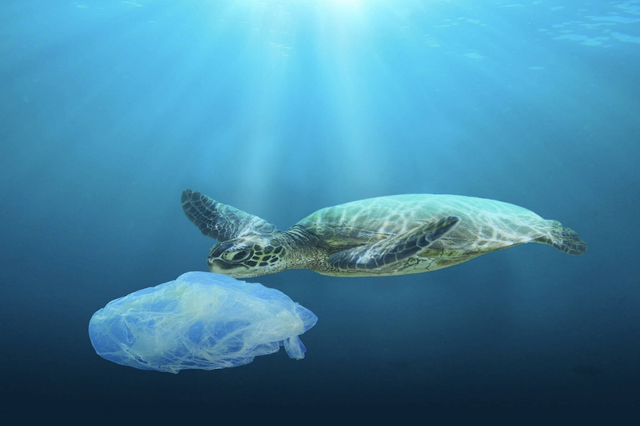 As plastic continues to pollute the ocean, Oceana Canada is calling on the government action (credit Oceana Canada/Elemental).