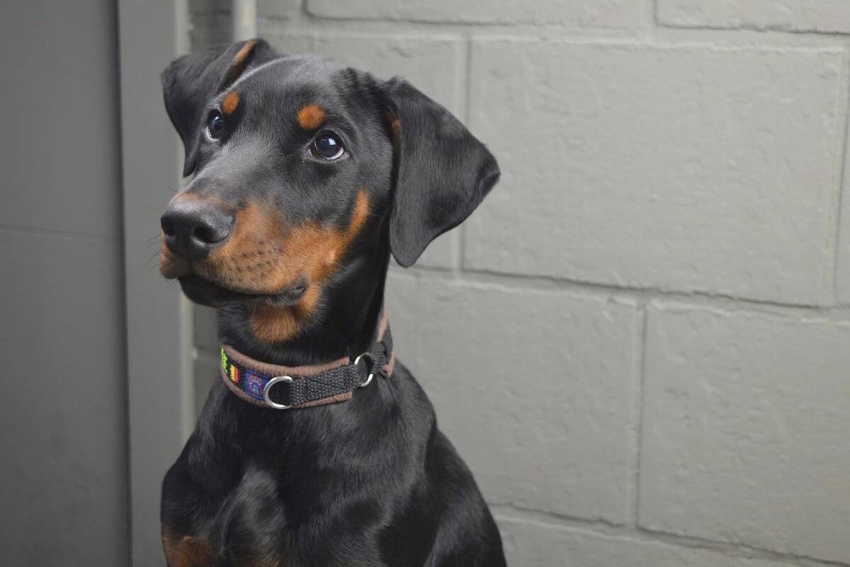 Milo, a two-year-old Doberman, was the centre of a recent Port Alberni civil property claim after an engaged couple near Port Alberni broke up and shared custody just wasn’t an option. (Pixabay photo)