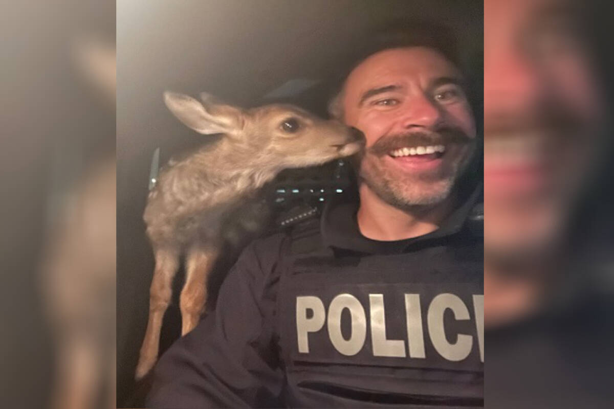 A Fort St. John RCMP member took a selfie with the seized fawn. (Fort St. John RCMP photo)