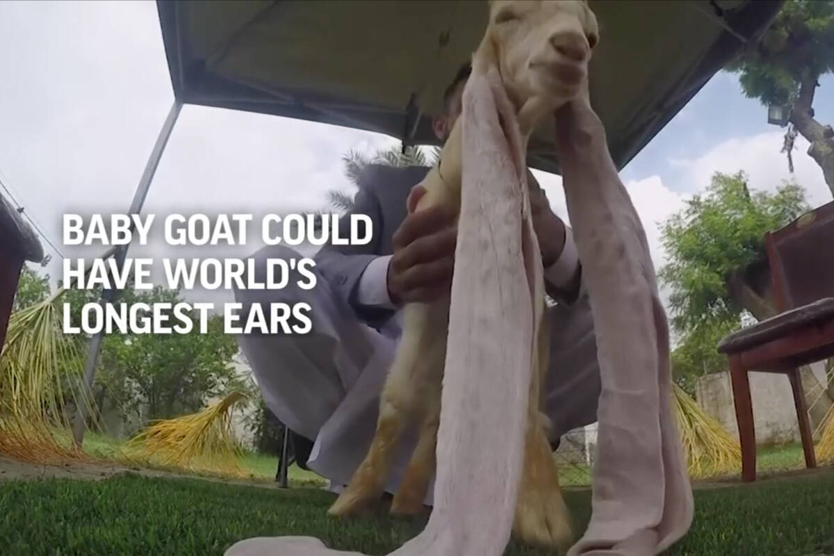 A baby goat in Pakistan may have the longest ears in the world. (Associated Press)
