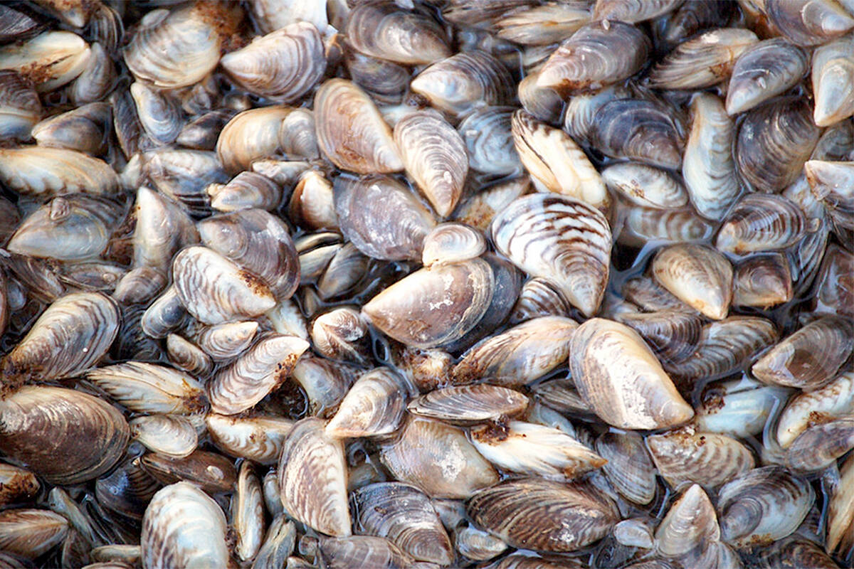 B.C. has been actively defending provincial waterways from zebra mussels since 2015. (Dave Britton/USFWS)
