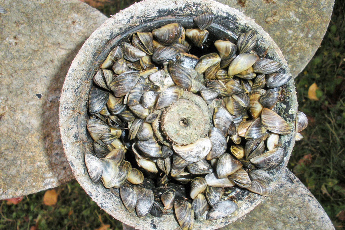 Zebra mussels on a boat propeller. (Photo Creative Commons)