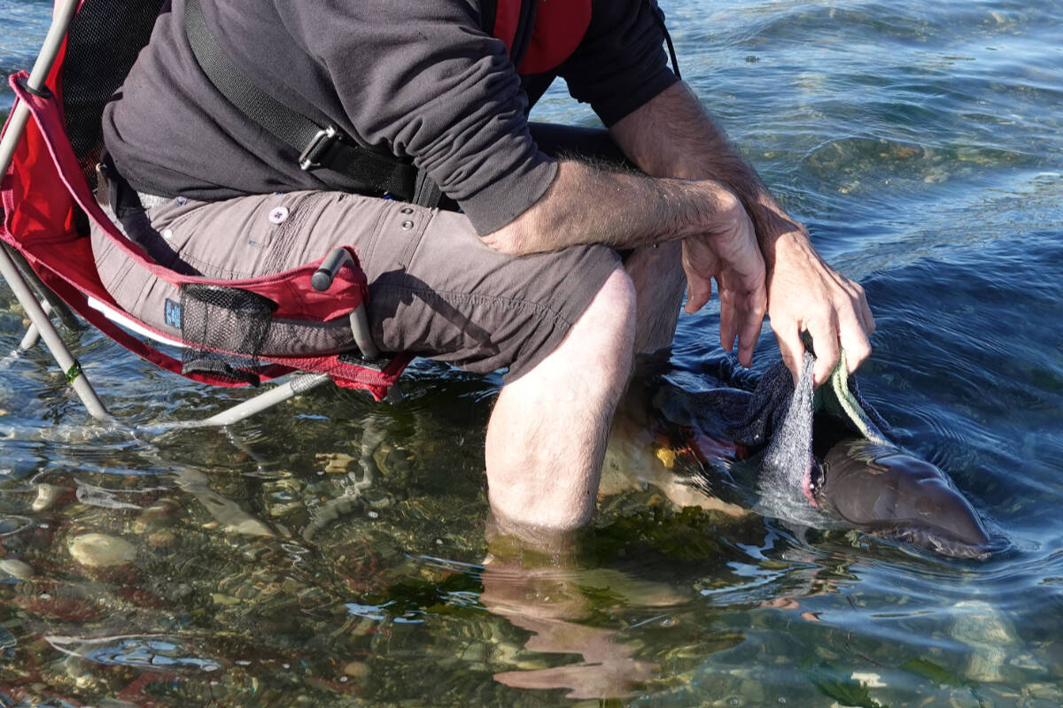 A team jumped to the rescue of a baby porpoise in distress at Whiffin Spit. (Submitted)