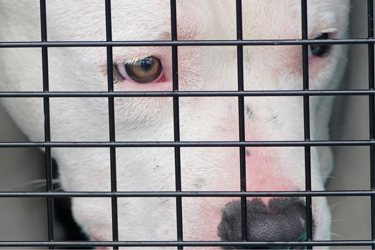 FILE - A shelter dog looks out from a crate after having been unloaded from a cargo plane, Tuesday, April 20, 2021. (AP Photo/Wilfredo Lee, File)