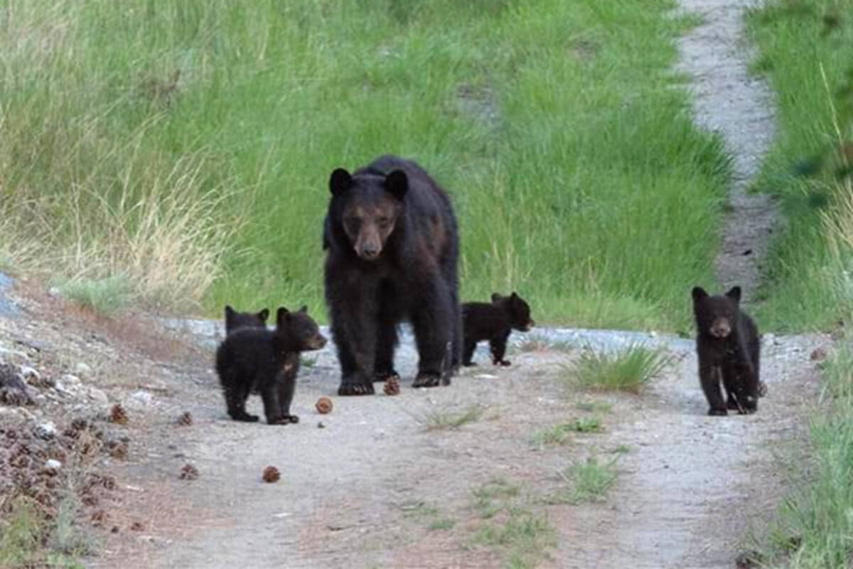A mother bear and cubs walking on a trail. (WildSafeBC/file photo)