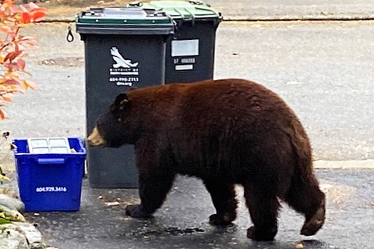 A bear nearing recycling and garbage bins. (Submitted photo)